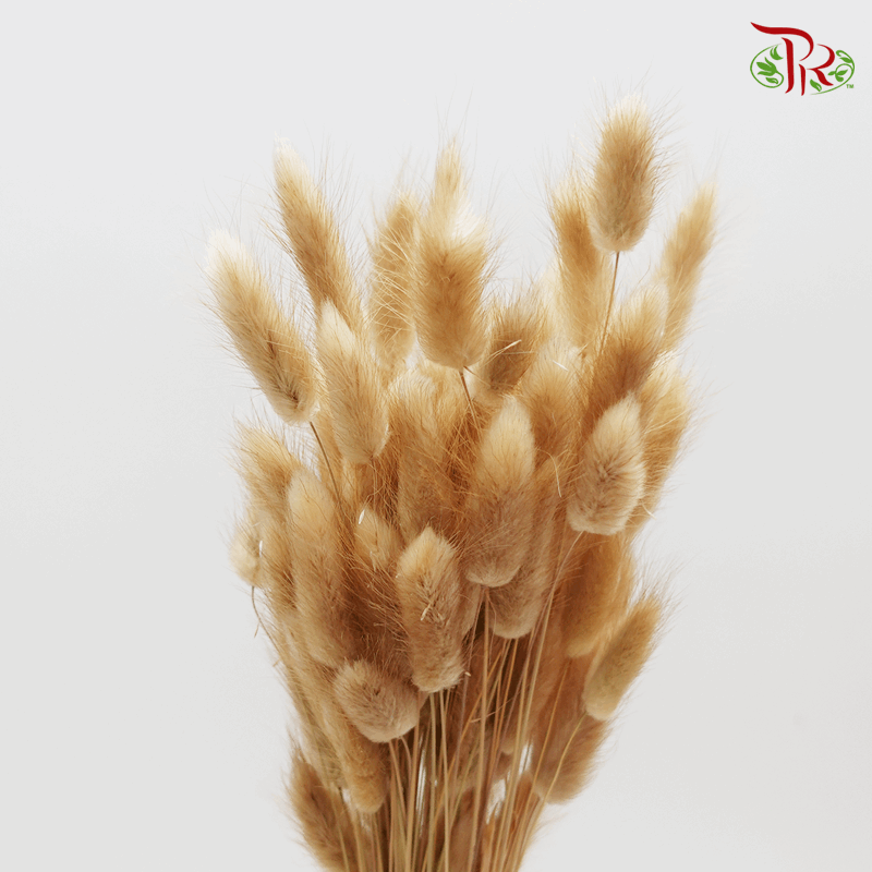 Dry Lagurus - Bunny Tail (Colour Option)-Brown-Import-prflorist.com.my