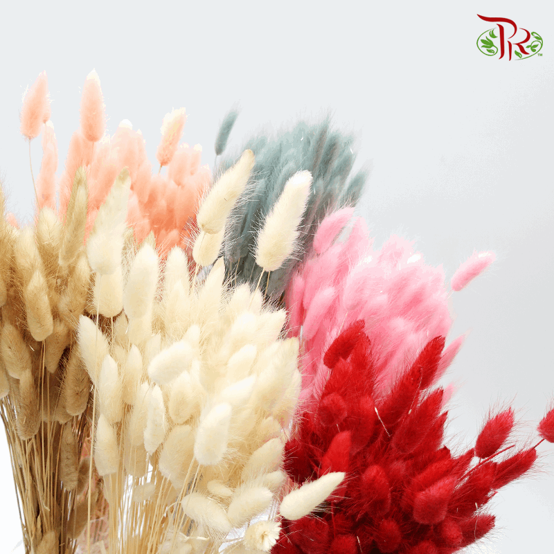 Dry Lagurus - Bunny Tail (Colour Option)-Import-prflorist.com.my
