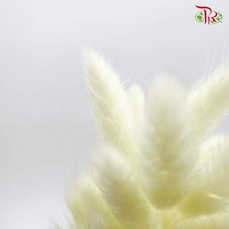 Dry Lagurus Bunny Tail - Light Green (Per Bunch) #5-Green-China-prflorist.com.my