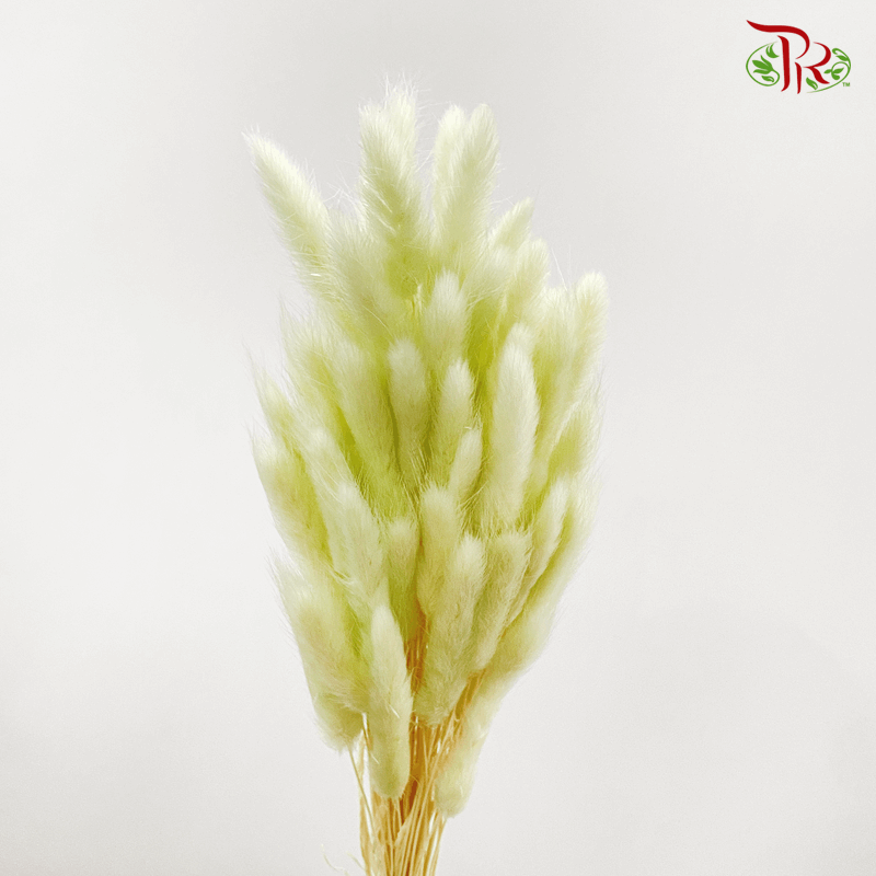 Dry Lagurus Bunny Tail - Light Green (Per Bunch) #5-Green-China-prflorist.com.my