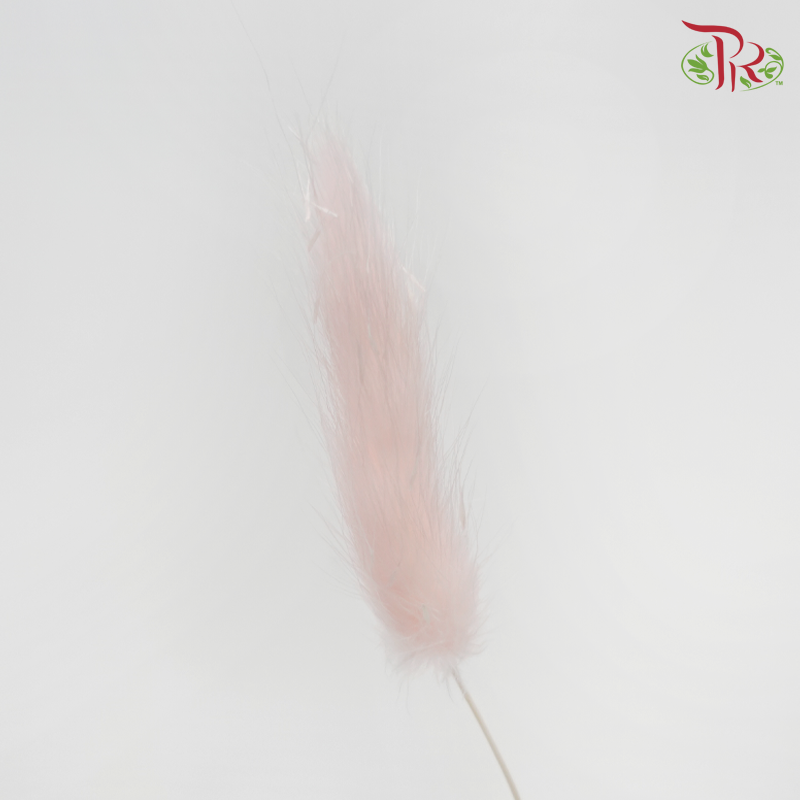 Dry Lagurus Bunny Tail - Pink (Per Bunch)-Pink-Pudu Ria Florist-prflorist.com.my
