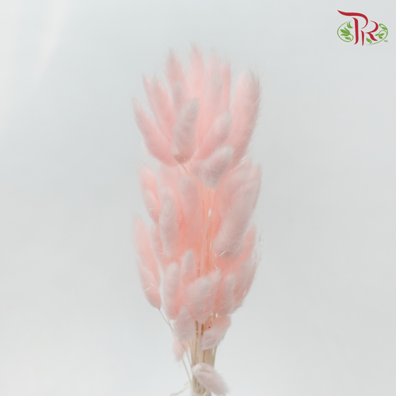 Dry Lagurus Bunny Tail - Pink (Per Bunch)-Pink-Pudu Ria Florist-prflorist.com.my