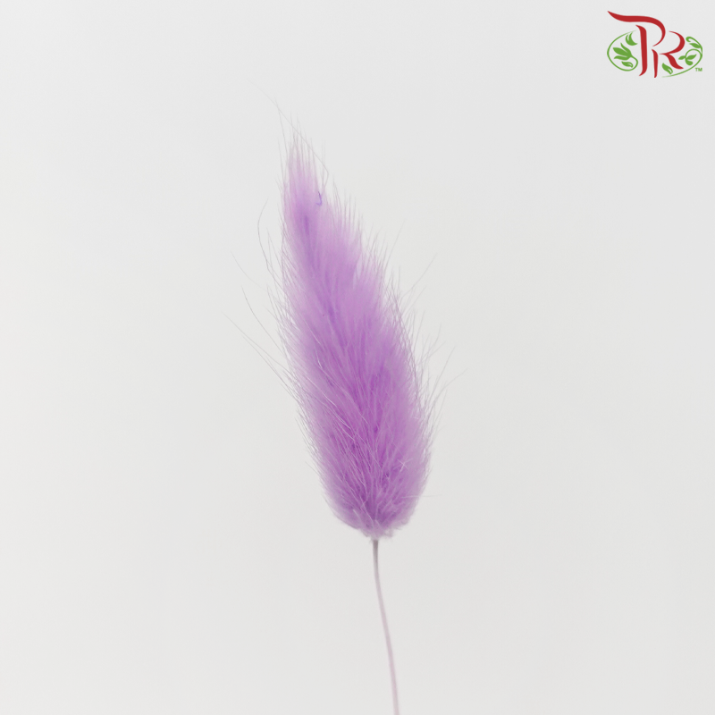 Dry Lagurus Bunny Tail - Purple (Per Bunch)-Purple-Pudu Ria Florist-prflorist.com.my