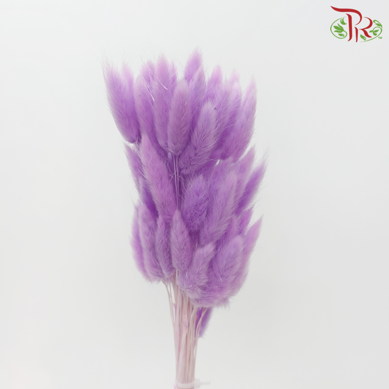 Dry Lagurus Bunny Tail - Purple (Per Bunch)-Purple-Pudu Ria Florist-prflorist.com.my