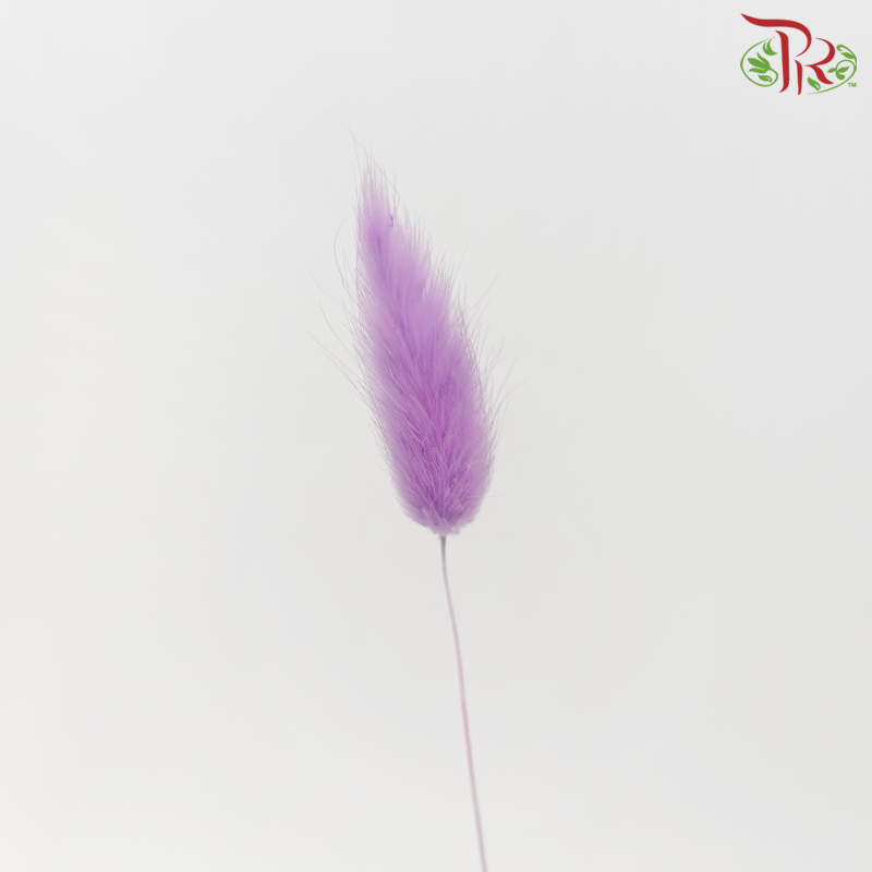 Dry Lagurus Bunny Tail - Purple (Per Bunch)-Purple-Pudu Ria Florist-prflorist.com.my