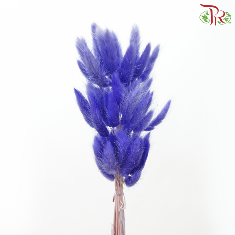Dry Lagurus Bunny Tail - Purplish Blue (Per Bunch)-Purplish Blue-Pudu Ria Florist-prflorist.com.my