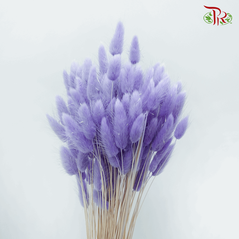 Dry Lagurus Bunny Tail - Young Purple-Purple-China-prflorist.com.my
