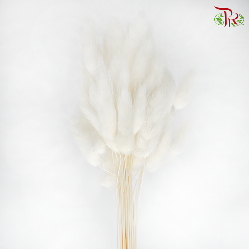 Dry Lagurus Bunny Tails - White-White-China-prflorist.com.my