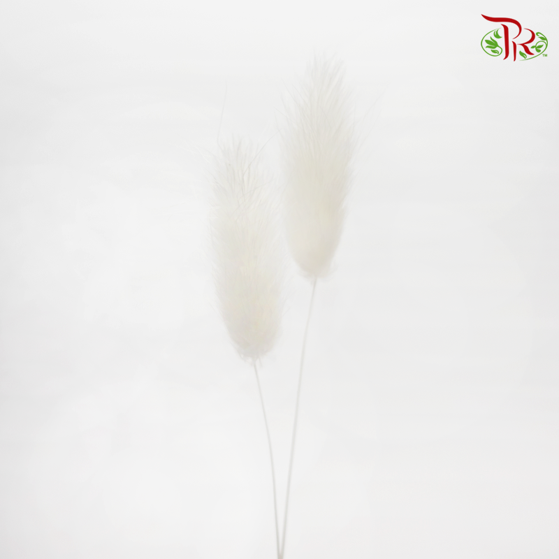 Dry Lagurus Bunny Tails - White-White-China-prflorist.com.my