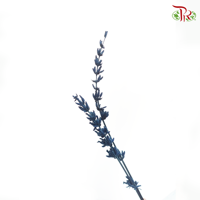 Dry Lavender - Dark Navy Blue (Per Bunch)-Dark Navy Blue-China-prflorist.com.my