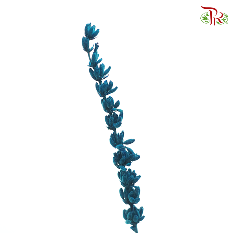 Dry Lavender - Dark Turquoise (Per Bunch)-Dark Turquoise-China-prflorist.com.my