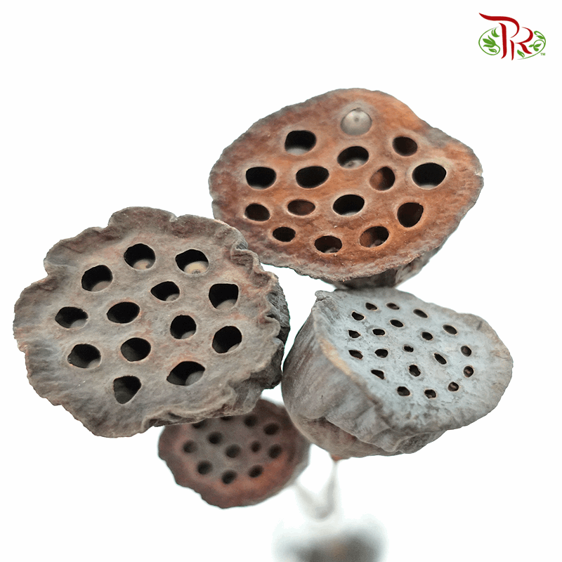 Dry Lotus Nelumbo Natural - 3 Stems-Pudu Ria Florist-prflorist.com.my