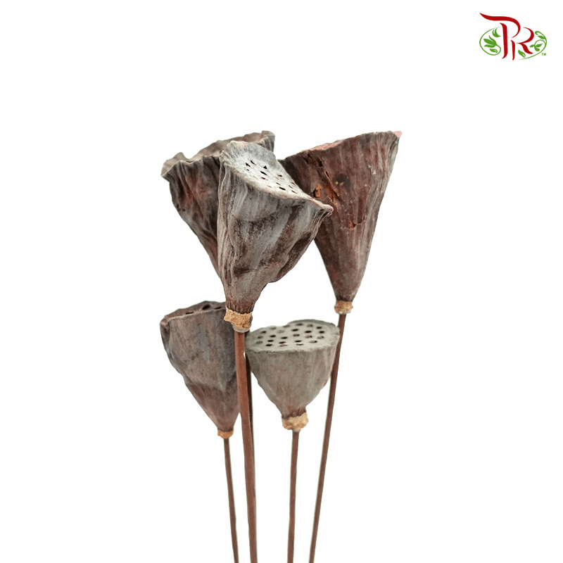 Dry Lotus Nelumbo Natural - 3 Stems-Pudu Ria Florist-prflorist.com.my