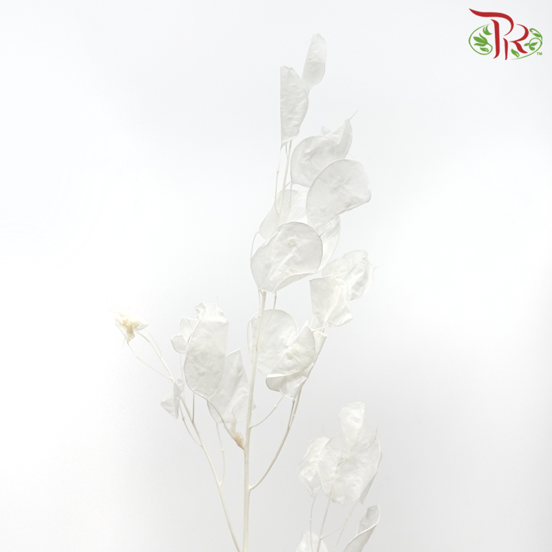 Dry Lunaria Natural / Bleached - Big Leaf (Per Bunch)-Import-prflorist.com.my