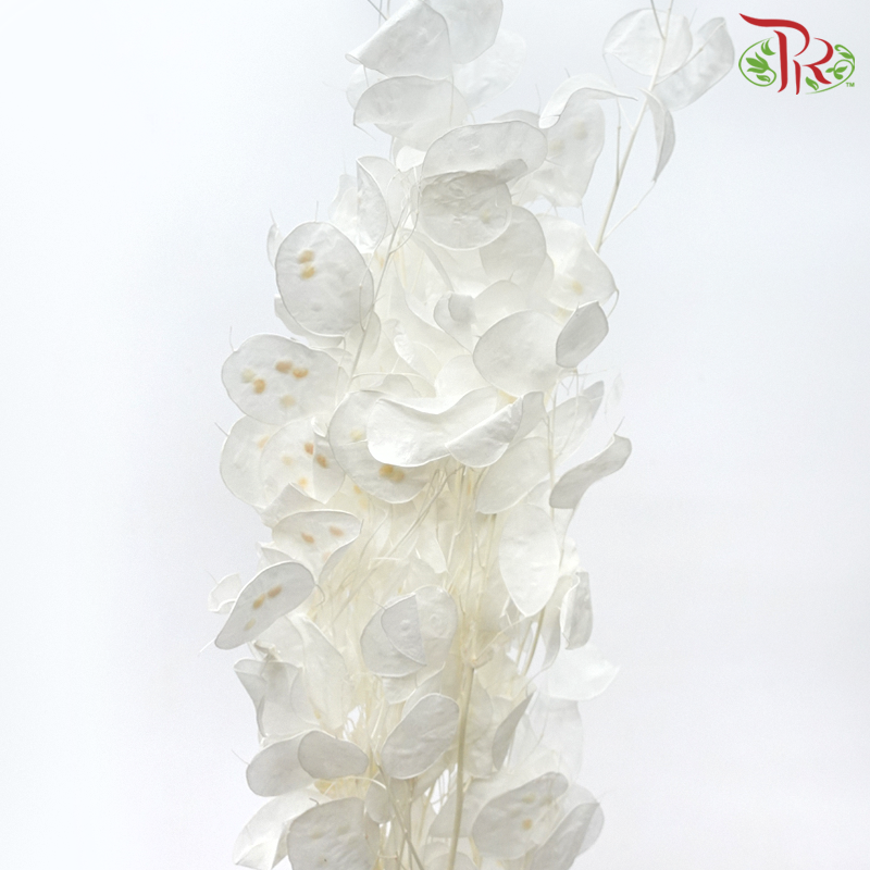 Dry Lunaria Natural / Bleached - Big Leaf (Per Bunch)-Import-prflorist.com.my