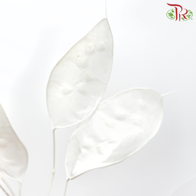 Dry Lunaria Natural / Bleached - Small Leaf (Per Bunch)-Import-prflorist.com.my