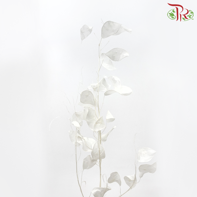 Dry Lunaria Natural / Bleached - Small Leaf (Per Bunch)-Import-prflorist.com.my