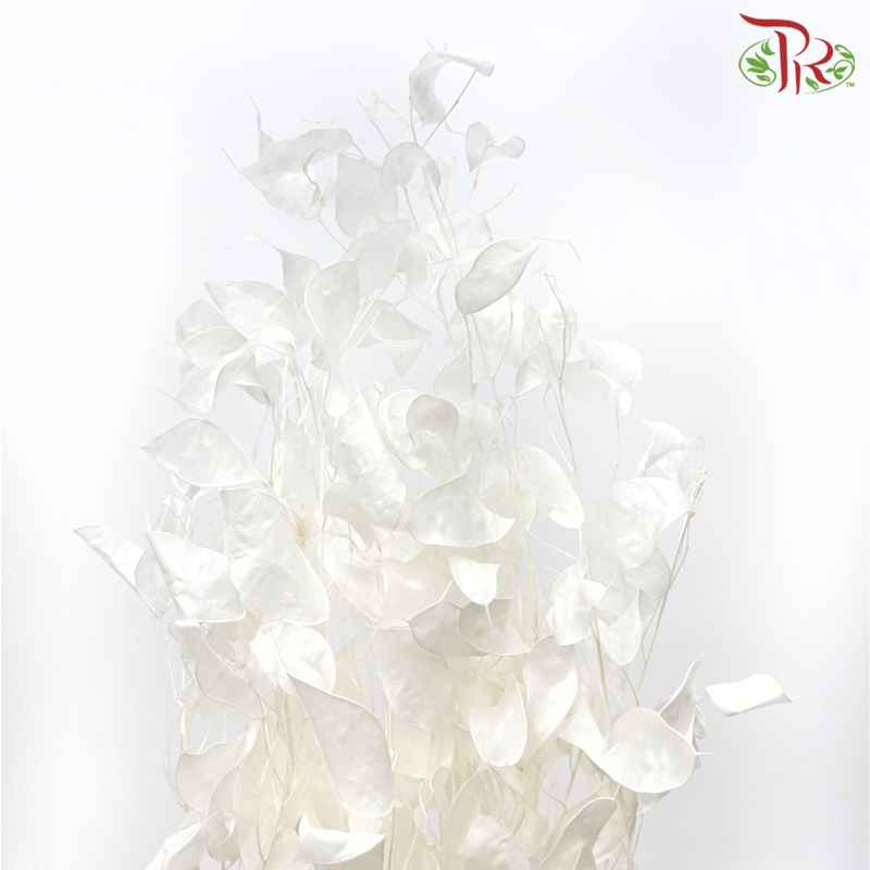 Dry Lunaria Natural / Bleached - Small Leaf (Per Bunch)-Import-prflorist.com.my