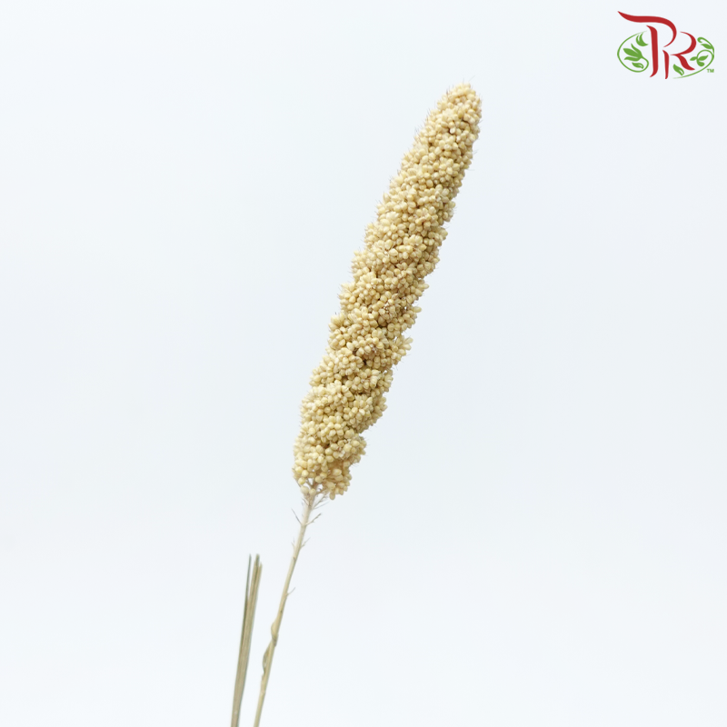 Dry Millet - Brown (Per Bunch)-Brown-China-prflorist.com.my