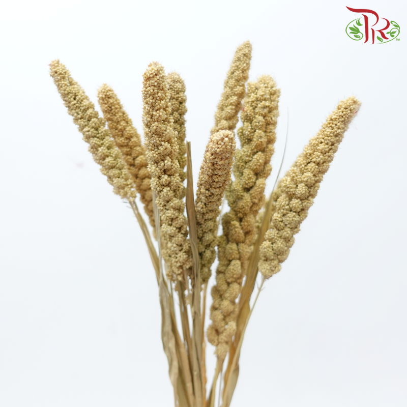 Dry Millet - Brown (Per Bunch)-Brown-China-prflorist.com.my