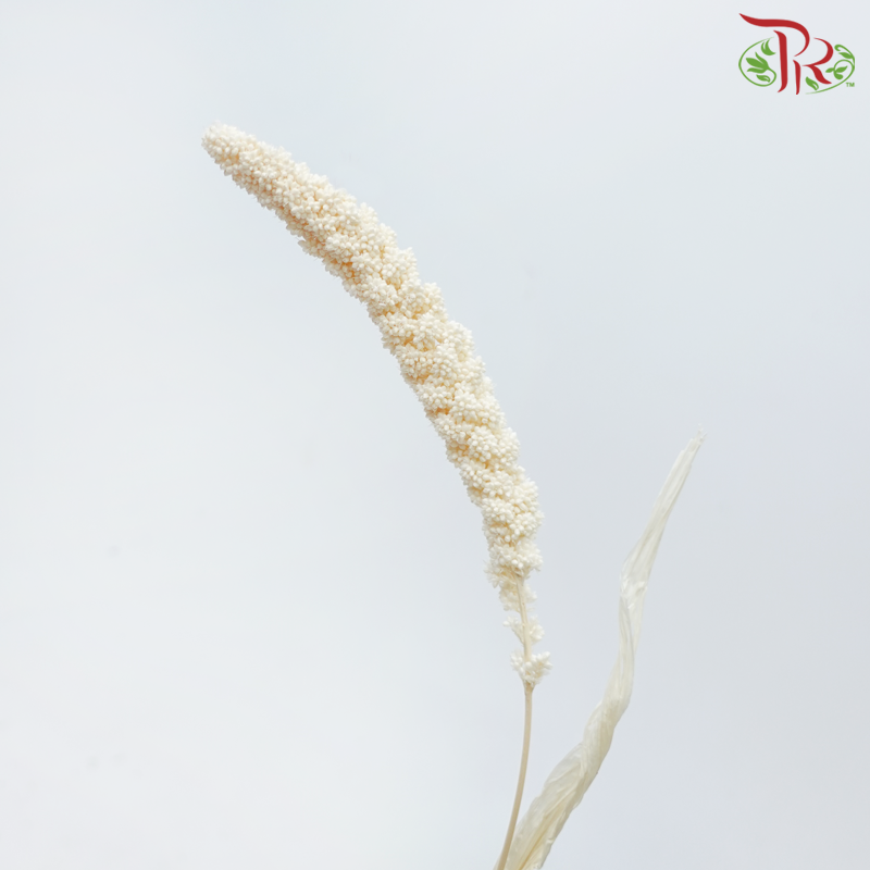 Dry Millet - White (Per Bunch)-White-China-prflorist.com.my