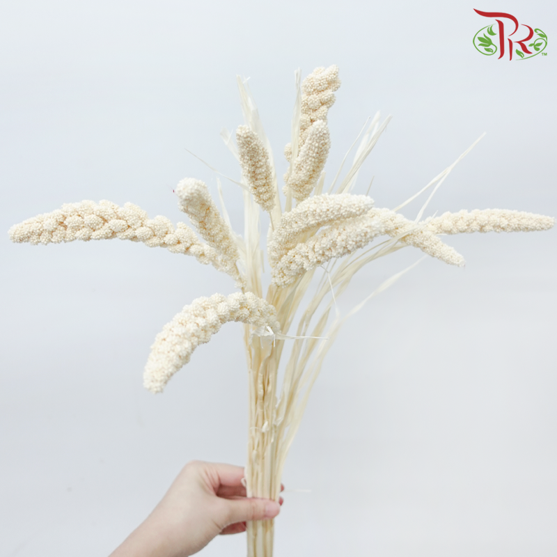 Dry Millet - White (Per Bunch)-White-China-prflorist.com.my