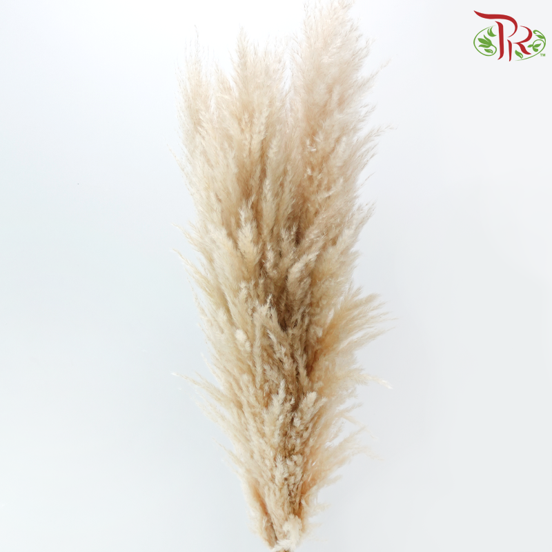 Dry Mini Pampas 115-120cm - Natural (5 Stems)-China-prflorist.com.my