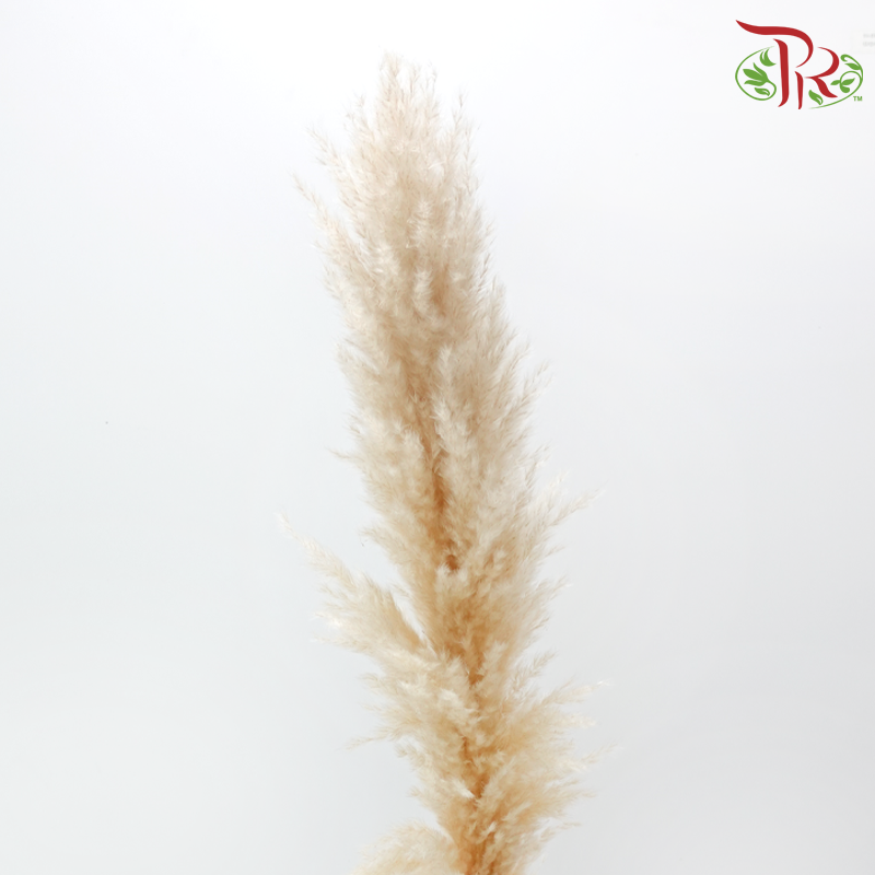 Dry Mini Pampas 115-120cm - Natural (5 Stems)-China-prflorist.com.my