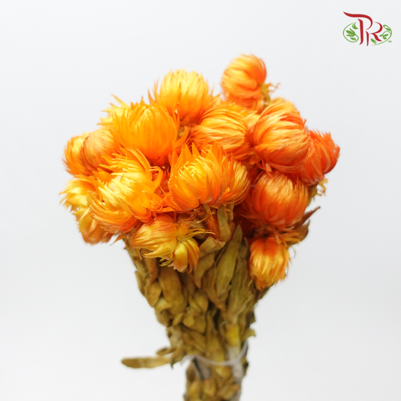 Dry Mini Silver Daisy - Orange (Per Bunch)-Orange-China-prflorist.com.my