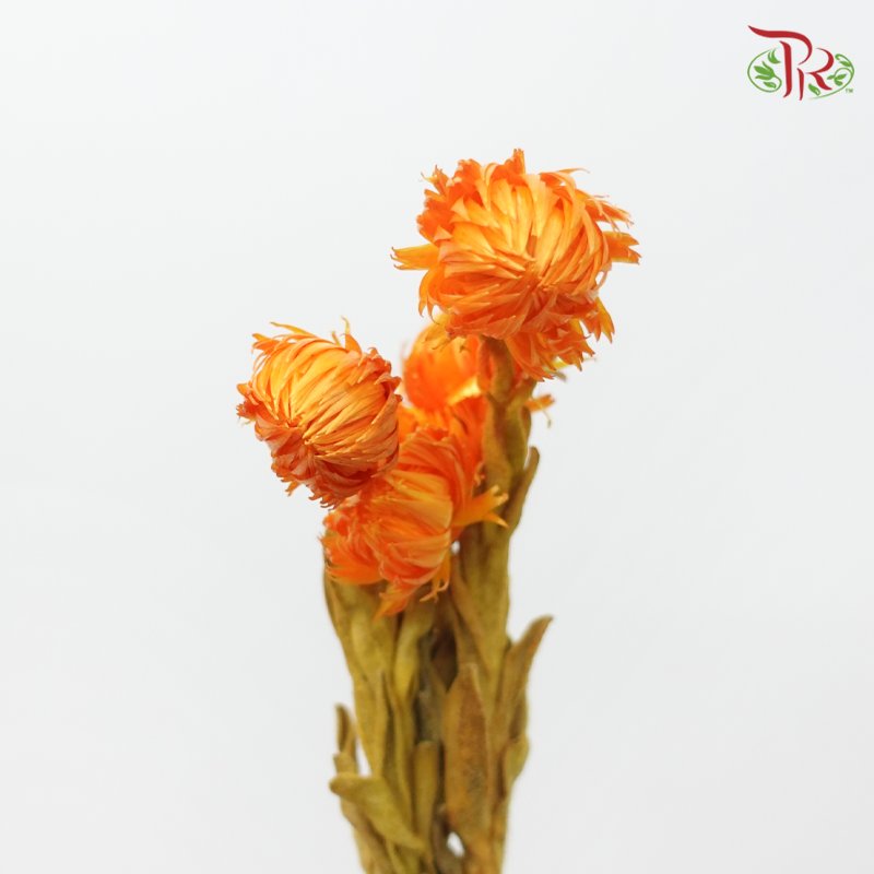 Dry Mini Silver Daisy - Orange (Per Bunch)-Orange-China-prflorist.com.my