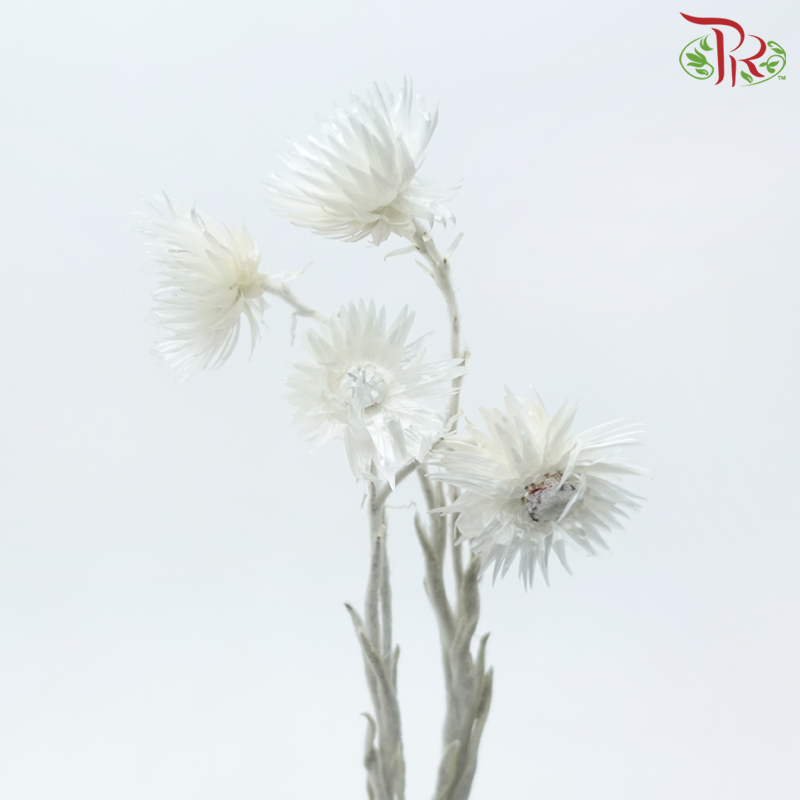 Dry Mini Silver Daisy - White (Per Bunch)-White-China-prflorist.com.my