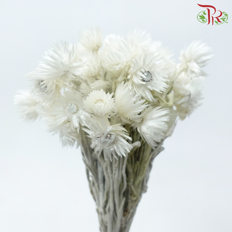 Dry Mini Silver Daisy - White (Per Bunch)-White-China-prflorist.com.my
