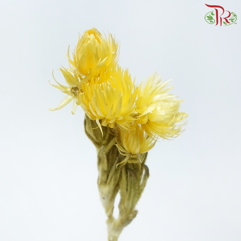 Dry Mini Silver Daisy - Yellow (Per Bunch)-Yellow-China-prflorist.com.my