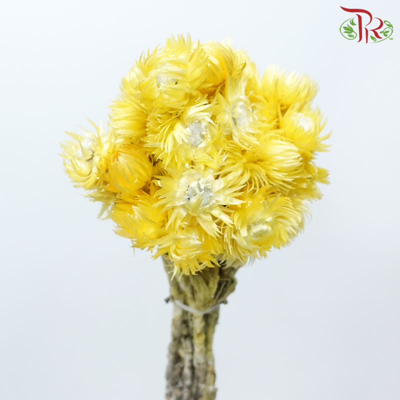 Dry Mini Silver Daisy - Yellow (Per Bunch)-Yellow-China-prflorist.com.my