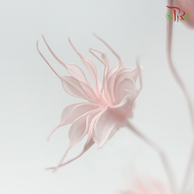 Dry Nigella Pods - Light Pink (Per Bunch)-Pink-China-prflorist.com.my