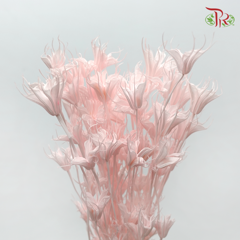 Dry Nigella Pods - Light Pink (Per Bunch)-Pink-China-prflorist.com.my
