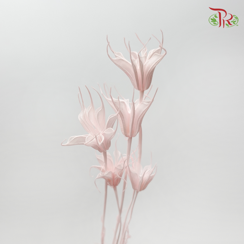 Dry Nigella Pods - Light Pink (Per Bunch)-Pink-China-prflorist.com.my