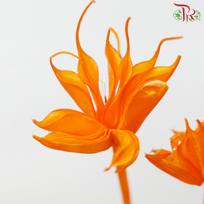 Dry Nigella Pods - Orange (Per Bunch)-Orange-China-prflorist.com.my