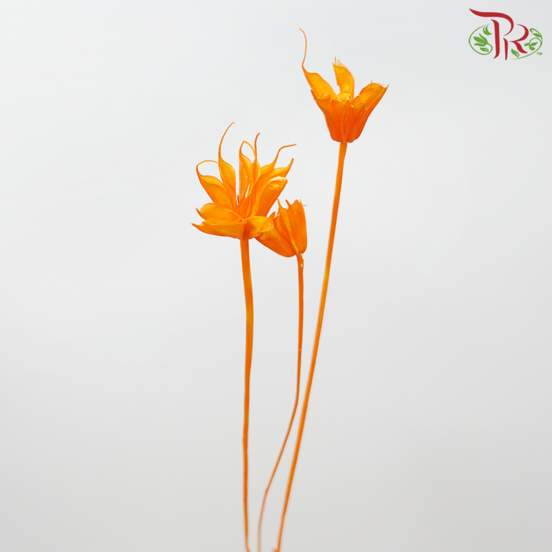 Dry Nigella Pods - Orange (Per Bunch)-Orange-China-prflorist.com.my