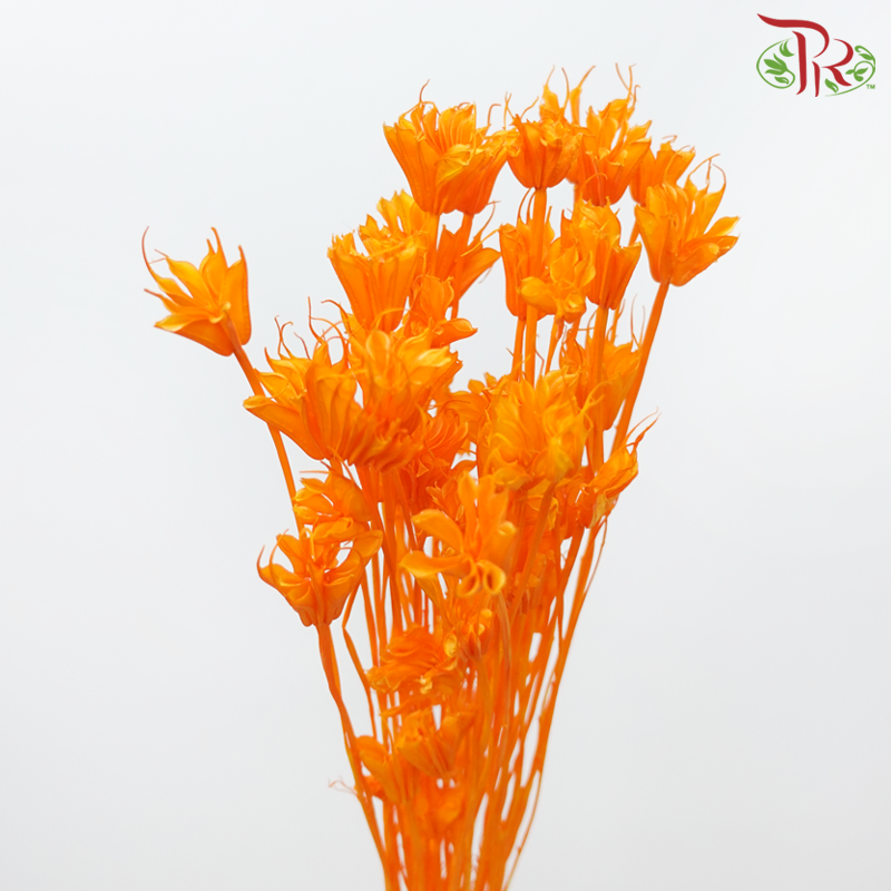 Dry Nigella Pods - Orange (Per Bunch)-Orange-China-prflorist.com.my