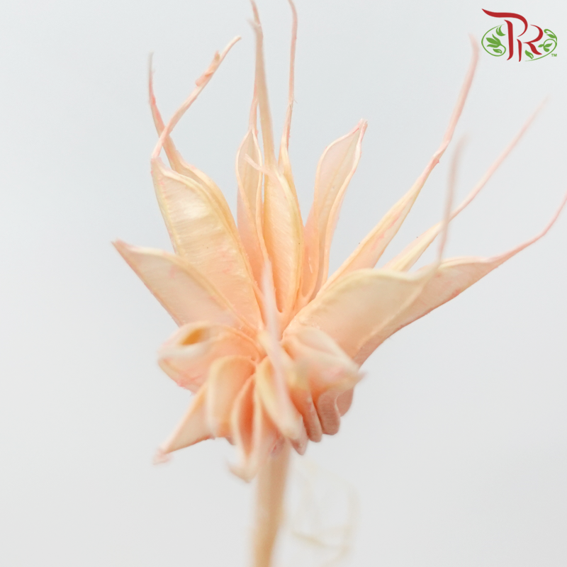 Dry Nigella Pods - Peachy Pink (Per Bunch)-Pink-China-prflorist.com.my