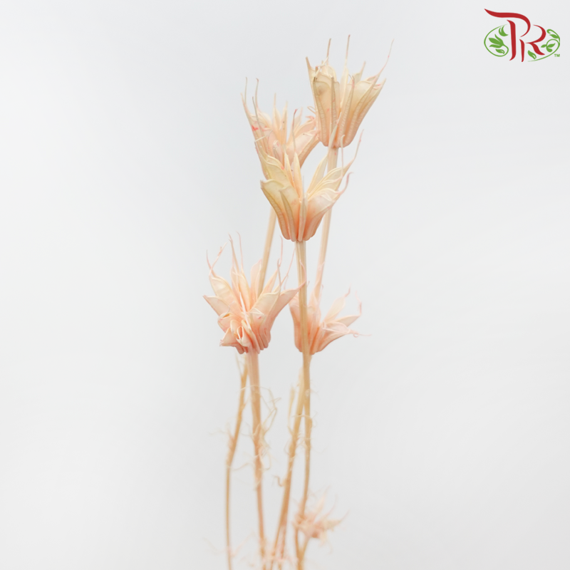 Dry Nigella Pods - Peachy Pink (Per Bunch)-Pink-China-prflorist.com.my