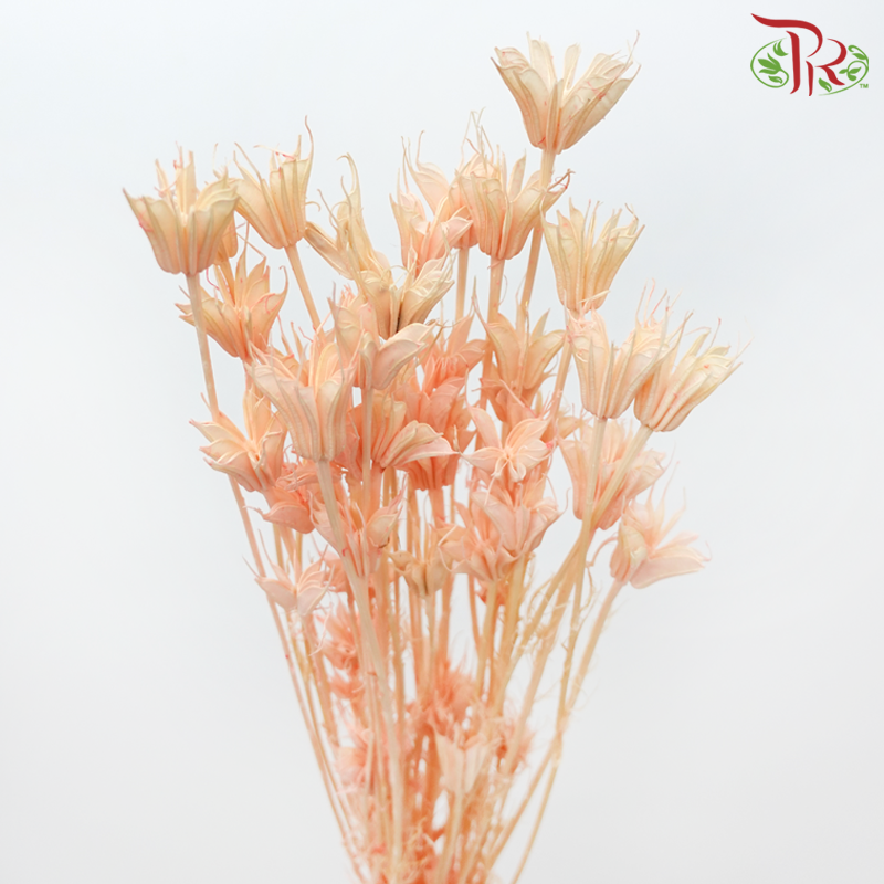 Dry Nigella Pods - Peachy Pink (Per Bunch)-Pink-China-prflorist.com.my