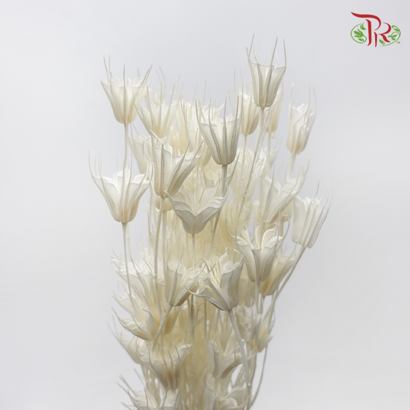Dry Nigella Pods - White (Per Bunch)-White-China-prflorist.com.my