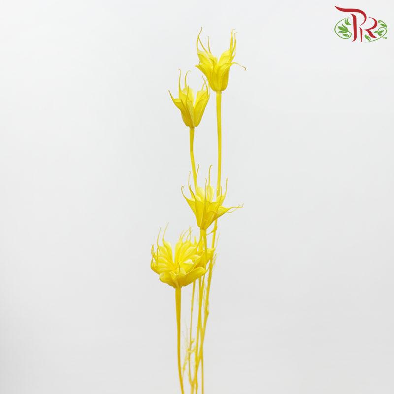 Dry Nigella Pods - Yellow (Per Bunch)-Yellow-China-prflorist.com.my