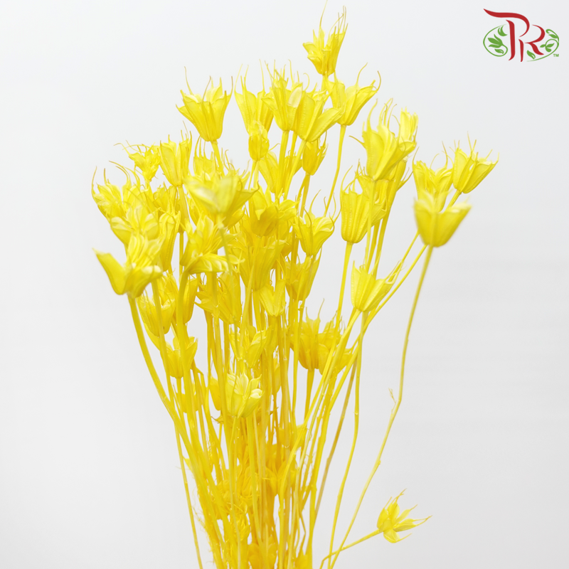 Dry Nigella Pods - Yellow (Per Bunch)-Yellow-China-prflorist.com.my