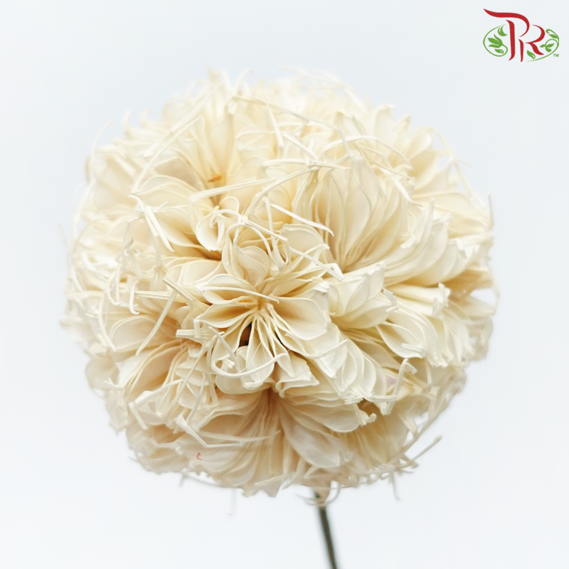 Dry Octagonal Ball - Cream (5 Stems)-Cream-China-prflorist.com.my