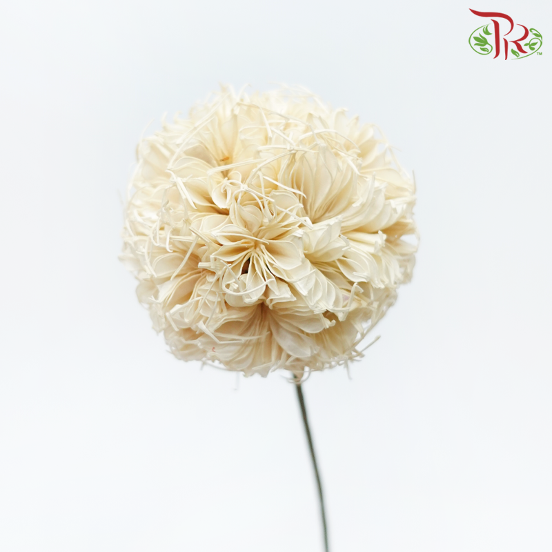 Dry Octagonal Ball - Cream (5 Stems)-Cream-China-prflorist.com.my