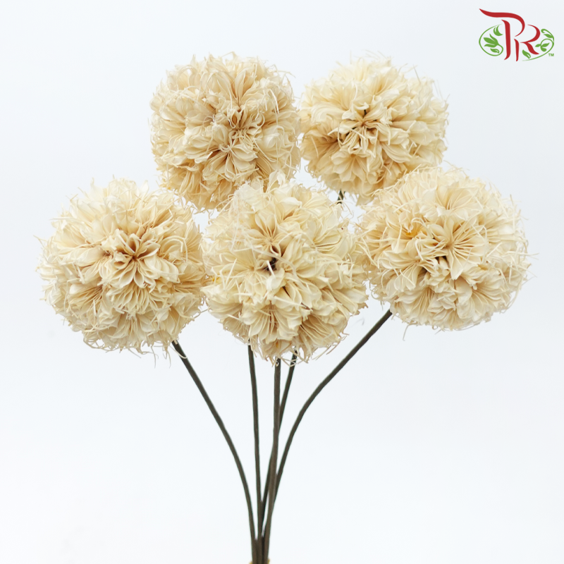 Dry Octagonal Ball - Cream (5 Stems)-Cream-China-prflorist.com.my