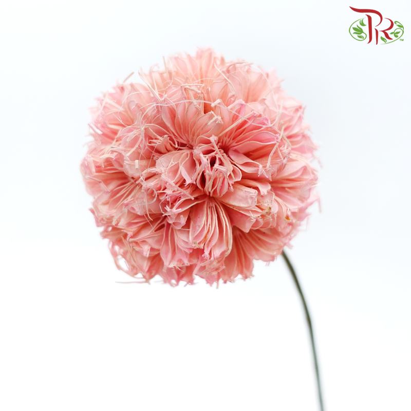 Dry Octagonal Ball - Pink (5 Stems)-Pink-China-prflorist.com.my